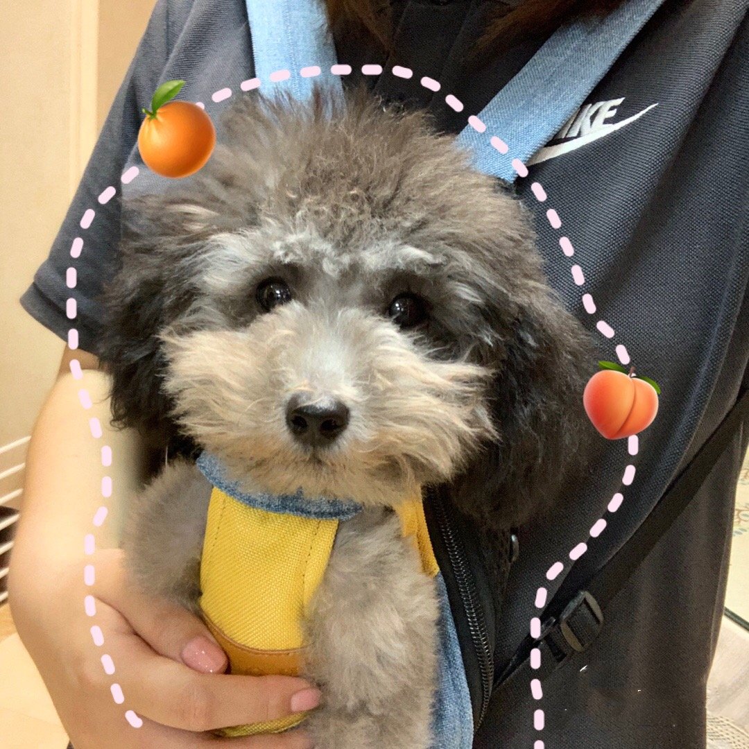 🔥BIG SALE - 44% OFF🔥🔥Pet Travel Leg-out Backpack🐶🐱