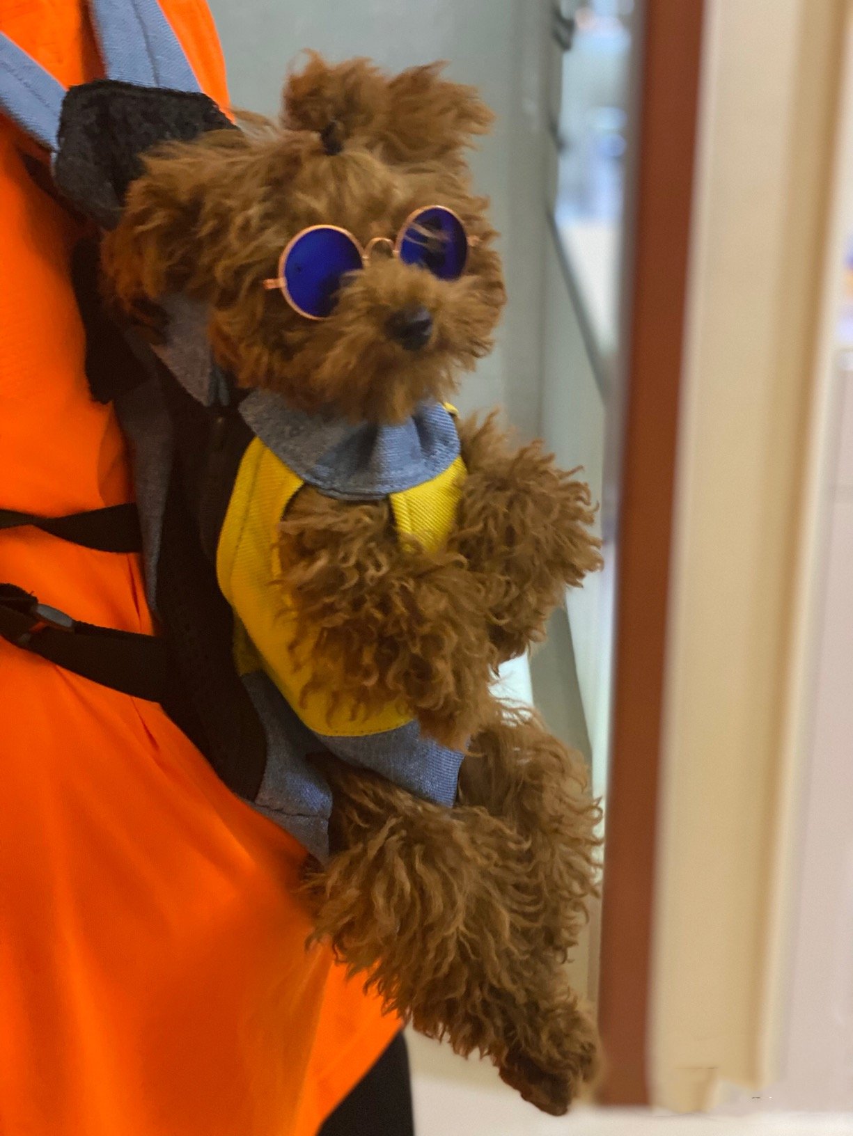 🔥BIG SALE - 44% OFF🔥🔥Pet Travel Leg-out Backpack🐶🐱